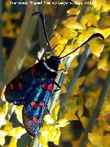 Zigena Gitana - Zygaena lavandulae. Cabeza Alta - Castillo de Locubn