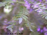 Acacia de tres espinas - Gleditsia triacanthos. Cazorla