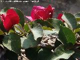 Buganvilla - Bougainvillea glabra. Buganvilla roja. Los Villares