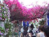 Buganvilla - Bougainvillea glabra. Crdoba