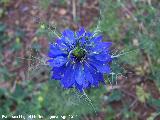 Arauela - Nigella damascena. Las Castaetas - Villacarrillo