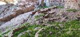 Cueva de las Grajas. Gours
