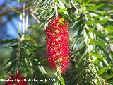 Limpiatubos - Callistemon citrinus. Benalmdena