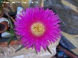 Uas de len - Carpobrotus edulis. Los Villares