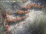 Uas de len - Carpobrotus edulis. 