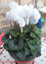 Ciclamen - Cyclamen persicum. Los Villares