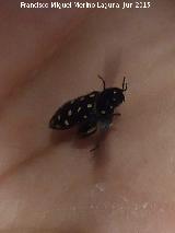 Escarabajo de las Pieles - Attagenus punctatus. Pea de la Fuente - Jamilena