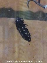 Escarabajo de las Pieles - Attagenus punctatus. Pea de la Fuente - Jamilena