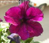 Petunia - Petunia hybrida. Navas de San Juan