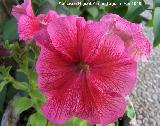 Petunia - Petunia hybrida. Navas de San Juan