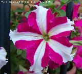 Petunia - Petunia hybrida. Navas de San Juan