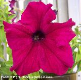 Petunia - Petunia hybrida. Los Villares