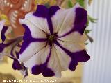 Petunia - Petunia hybrida. Los Villares