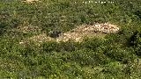 Dlmenes del Pozuelo. Dolmen IV y III