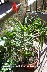 Cactus Aloe candelabro - Aloe arborescens. Navas de San Juan