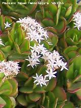 Crsula ovata - Crassula ovata. Tabernas