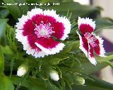 Clavel del poeta - Dianthus barbatus. Los Villares