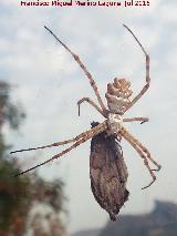 Araa tigre - Argiope lobata pallas. Caada Real de Los Villares a la Guardia