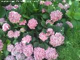 Hortensia - Hydrangea macrophylla. Castillo de Locubn