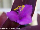 Purpurina - Tradescantia pallida. Los Villares