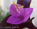 Purpurina - Tradescantia pallida. Los Villares