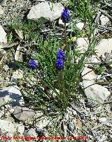 Nazareno - Muscari botryoides. Jan