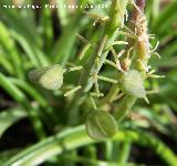 Nazareno - Muscari botryoides. Navas de San Juan