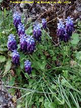 Nazareno - Muscari botryoides. Cerro La Veleta - Los Villares