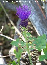 Ajipuerco - Muscari comusum. Navas de San Juan