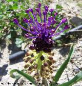 Ajipuerco - Muscari comusum. Los Caones. Jan