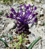 Ajipuerco - Muscari comusum. Los Caones. Jan