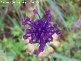 Ajipuerco - Muscari comusum. Cerro Veleta - Jan