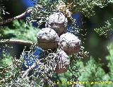 Ciprs horizontal - Cupressus sempervirens horizontalis. Cazorla