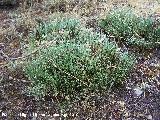 Piorno amarillo - Genista longipes. Cerro de Gontar - Santiago Pontones