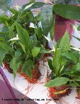 Bandera blanca - Spathiphyllum wallisii. Crdoba