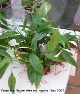 Bandera blanca - Spathiphyllum wallisii. Crdoba