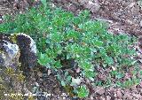 Gayuba - Arctostaphyllos uva-ursi. Cazorla