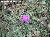 Cardo acaule - Cirsium acaule. Prado Maguillo - Santiago Pontones