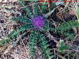 Cardo acaule - Cirsium acaule. Collado La Tejera - Villacarrillo