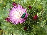 Cardo acaule - Cirsium acaule. Giribaile - Vilches