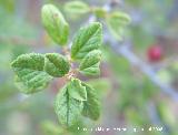 Cerezo rastrero - Prunus prostrata. Cazorla