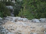 Gato monts europeo - Felis silvestris silvestris. Majada de la Carrasca - Villacarrillo