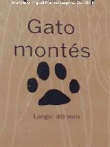 Gato monts europeo - Felis silvestris silvestris. Huella