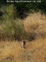 Gato monts europeo - Felis silvestris silvestris. Sevilleja - Espeluy