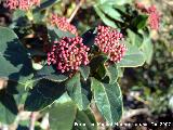 Durillo - Viburnum tinus. Los Villares