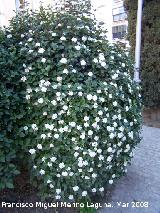 Durillo - Viburnum tinus. Jan