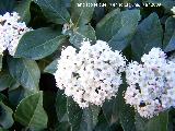 Durillo - Viburnum tinus. Jan