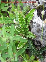 Doradilla - Ceterach officinarum. Cerro Veleta - Jan