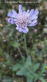 Escabiosa