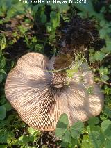 Seta de caa - Melanoleuca grammopodia. 